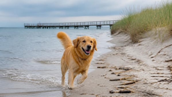 Najlepsze plaże nad Bałtykiem dla właścicieli psów. Tu czworonogi są mile widziane