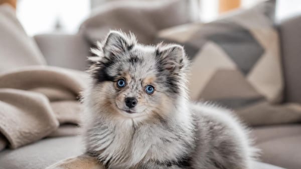Special Edition Pomeranian Pomchi Zwergspitz merle